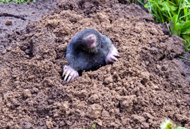 Mole head and legs mole-hill. parasitic animal clipart