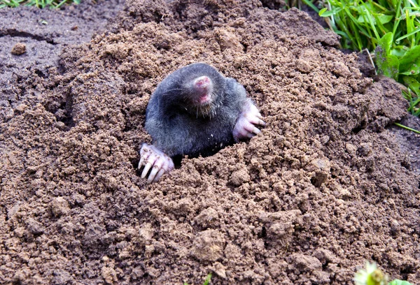 Tête et jambes de taupe mole-colline. animal parasite — Photo