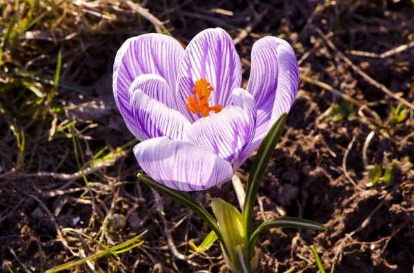 Macro primer plano azafrán azafrán primera flor de primavera —  Fotos de Stock
