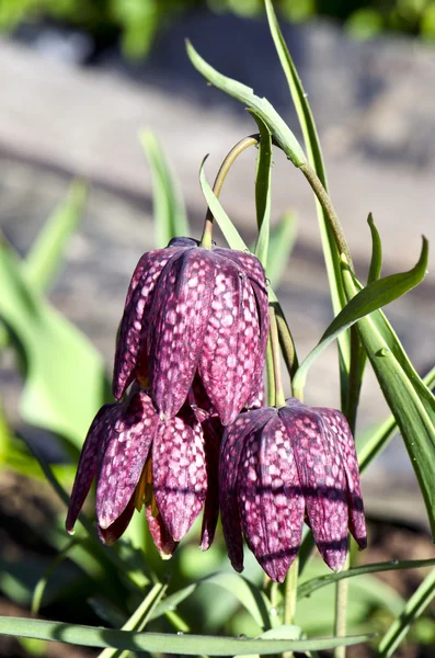 Весной цветок в форме фиолетового колокольчика — стоковое фото