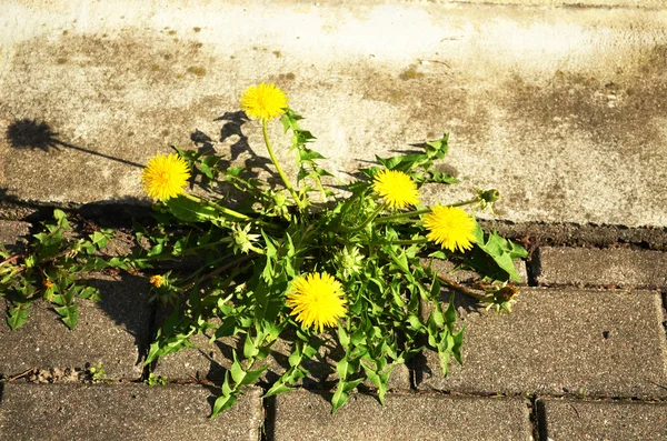Blüte Löwenzahn säen Distel Blume Gehweg Fliesen — Stockfoto