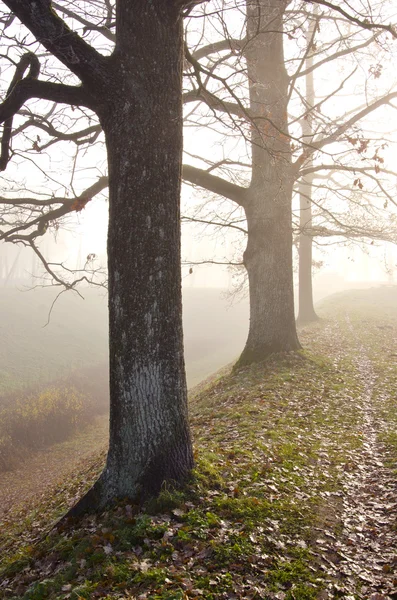 Linden boomstammen gezonken in mist. herfst bomen alley — Stockfoto