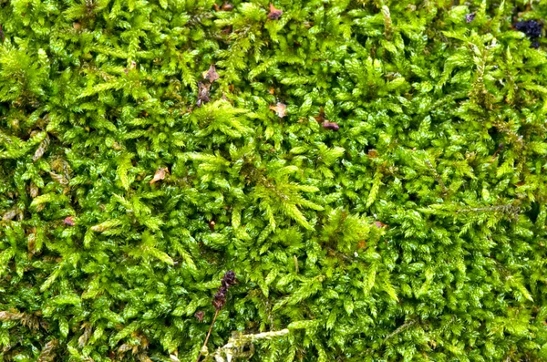 Macro detail van forest moss vloer natuurlijke grond. — Stockfoto