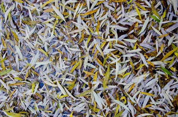 Weidenblätter fallen im Herbst auf den Boden. — Stockfoto