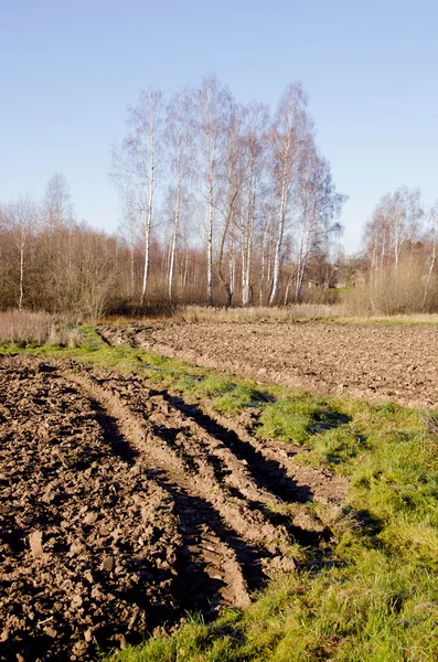 Plowed fields, grassland and birch trees in autumn — Stok fotoğraf
