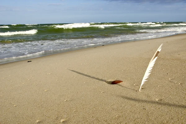Quill planted into coastal sea sand and its shadow — Stock Photo, Image