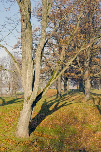 Avenue gamla träd i autumnand sjunkit blad. — Stockfoto