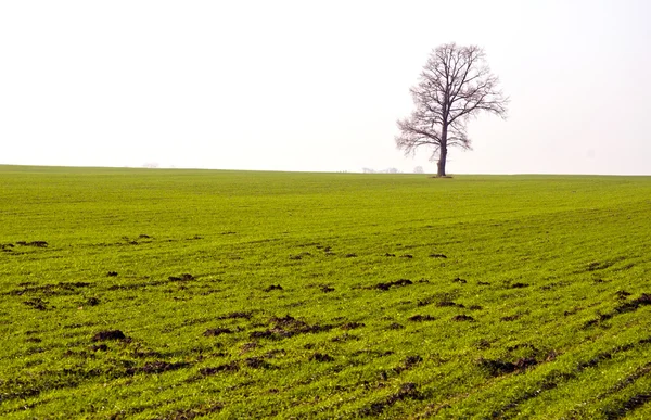 Zima plon pole i samotny dąb bez liści. — Zdjęcie stockowe