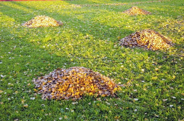 Laubrechen stapeln sich im Herbstgarten. Gartenreinigung — Stockfoto