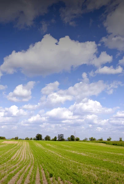 Jordbruksområdet med vintern grödor på våren och vackra clo — Stockfoto
