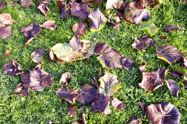 Autumn lime tree leaves fell on grass. — Stock Photo, Image