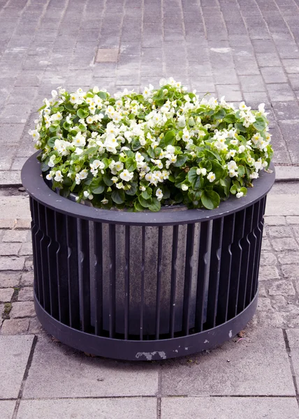 Modern flower pot with blooming flowers in it. — Stock Photo, Image