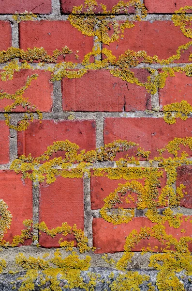 Bemooste rote Ziegelsteinwand Fragment Hintergrund. — Stockfoto