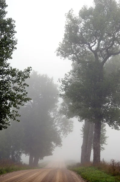 Grind weg zinken in mistige mist omgeven door bomen. — Stockfoto