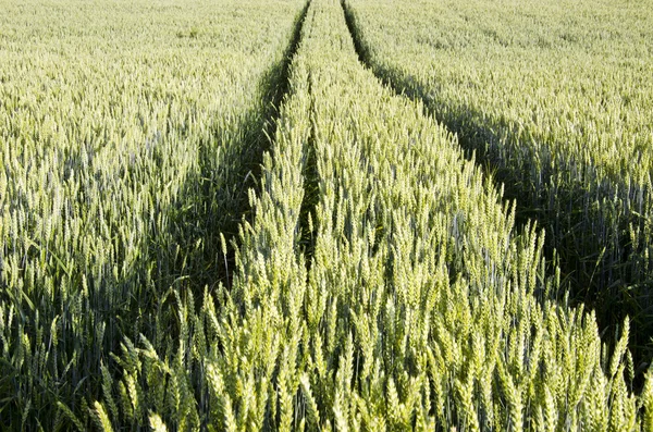 Traktorspur in landwirtschaftlichem Weizenfeld hinterlassen. — Stockfoto