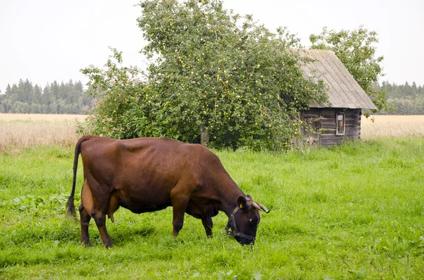 Cow graze meadow abandoned building apple tree. — Stock Photo, Image