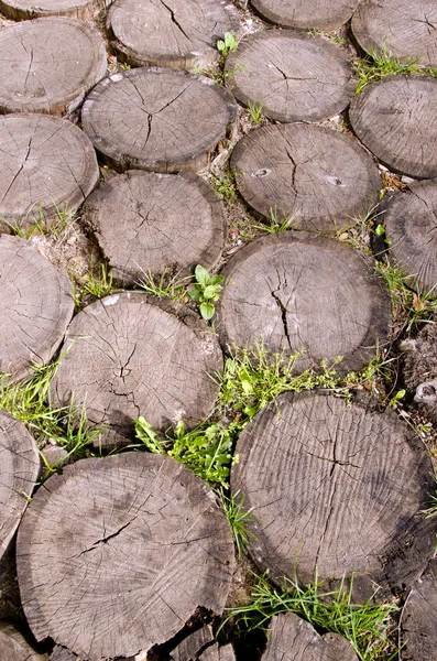 Bakgrund av träd stubbar sting i marken — Stockfoto