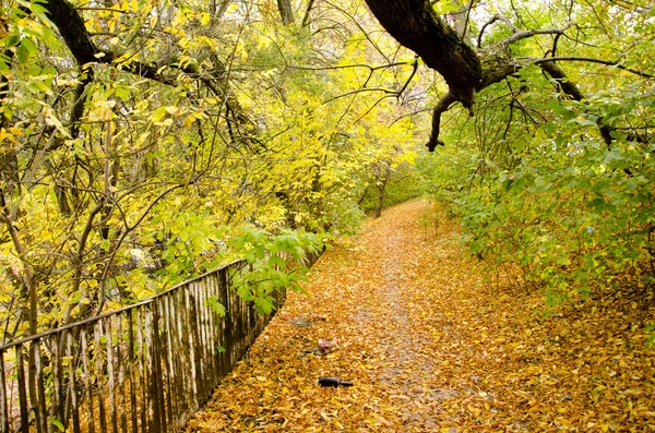 Barevné podzimní cesty pozadí padlý strom listy — Stock fotografie