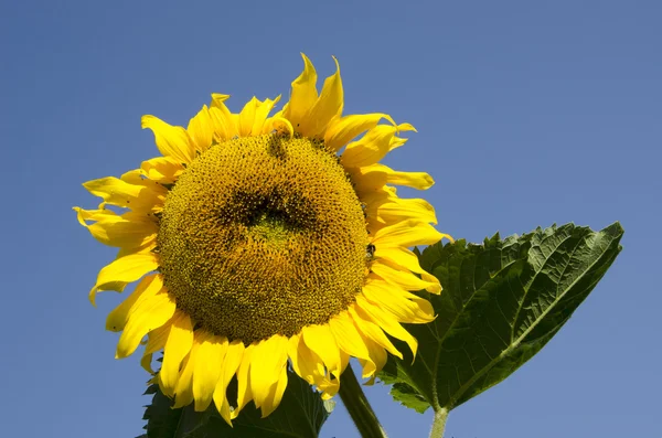 Dojrzałe słonecznik wygląda słońce tło niebieskie niebo — Zdjęcie stockowe