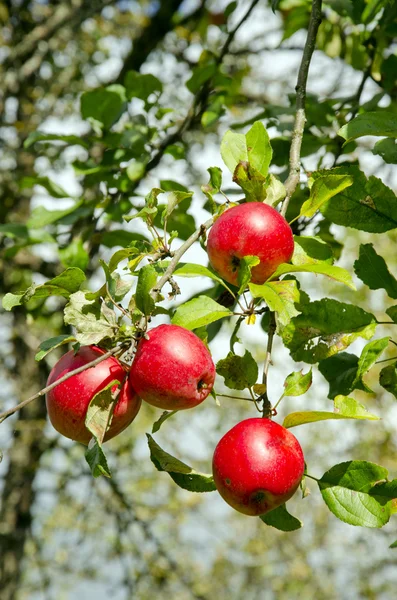 Ripe red apple fruit hang tree branch Healthy food — Stock Photo, Image