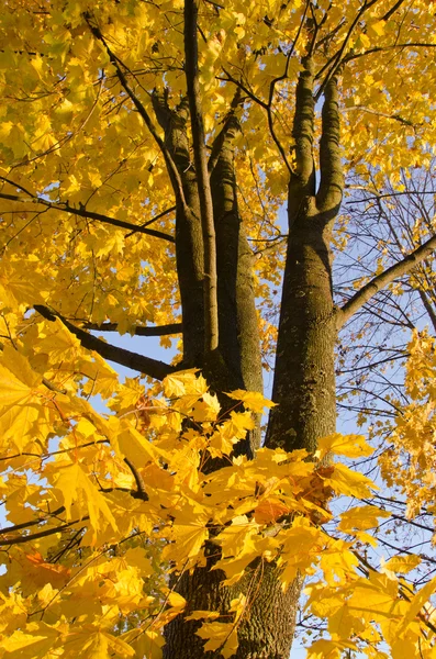 Σφενδάμνου φθινόπωρο αφήνει κορμό δέντρου κίτρινο φόντο — Φωτογραφία Αρχείου
