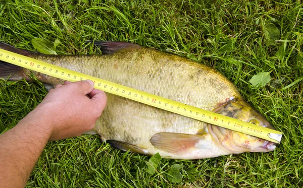 Medida peixe bream Mão segurar ferramenta grande captura — Fotografia de Stock
