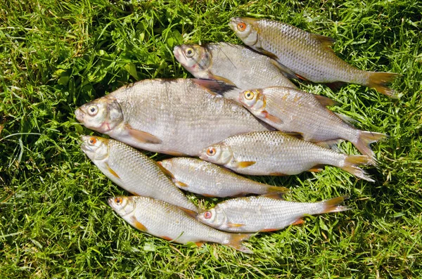 Roach bream whip fishes caught lake fishing catch — Stock Photo, Image