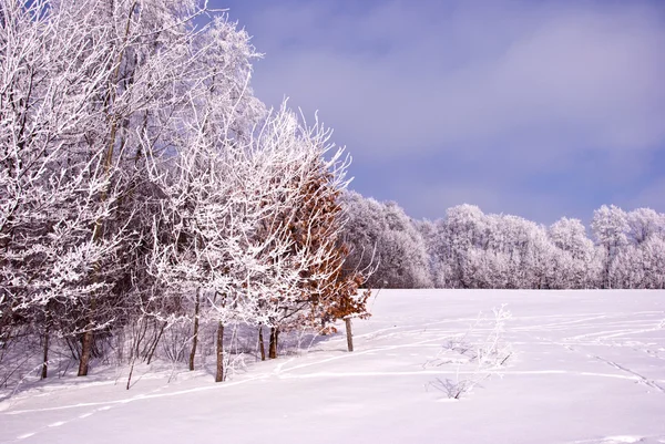 Drzewa obejmuje mróz pięknie słońce zima światło słoneczne — Zdjęcie stockowe