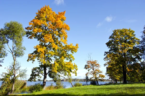 Coloridos árboles principios de otoño lago telón de fondo cielo azul — Foto de Stock