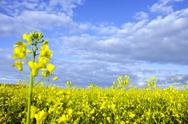 黄色の菜の花畑と密な曇り空の背景 — ストック写真