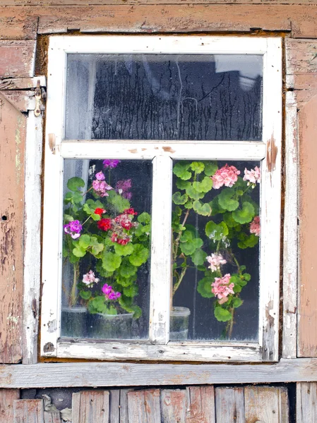 Holz Bauernhaus Nebel Fenster Blume Fensterbank — Stockfoto