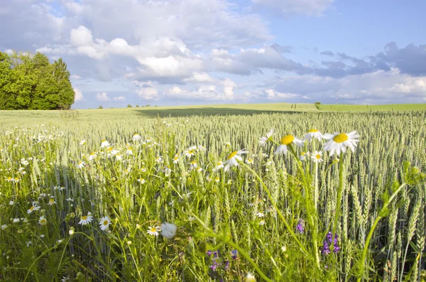 Jordbruksområdet växt vete råg korn daisy — Stockfoto
