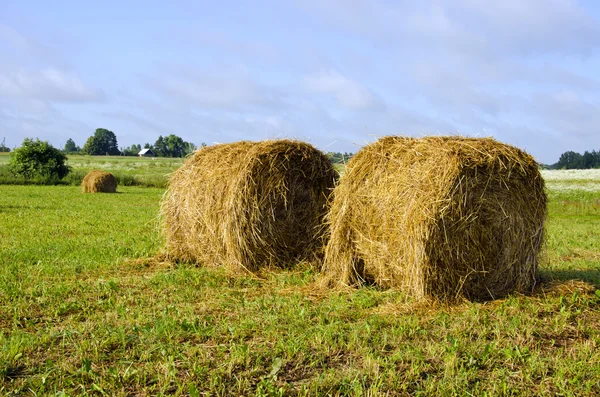 Twisted haystack in meadow animal feed for winter — Stock Photo, Image