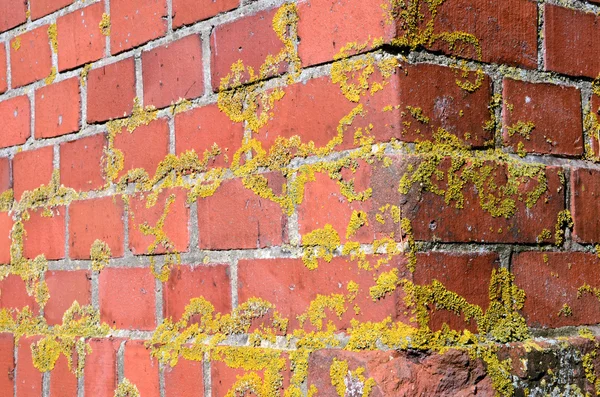 Vecchio muschioso muro di mattoni rossi angolo sfondo — Foto Stock