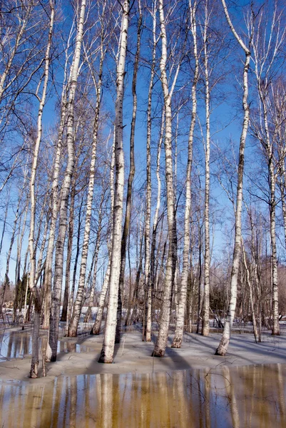 Smeltende sneeuw ijs voorjaar berk bos boom kofferbak hemel — Stockfoto