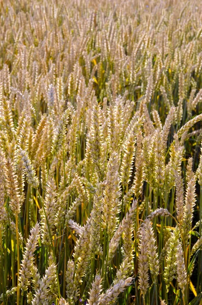 Reife Weizenfelder Nahaufnahme landwirtschaftlicher Hintergrund — Stockfoto