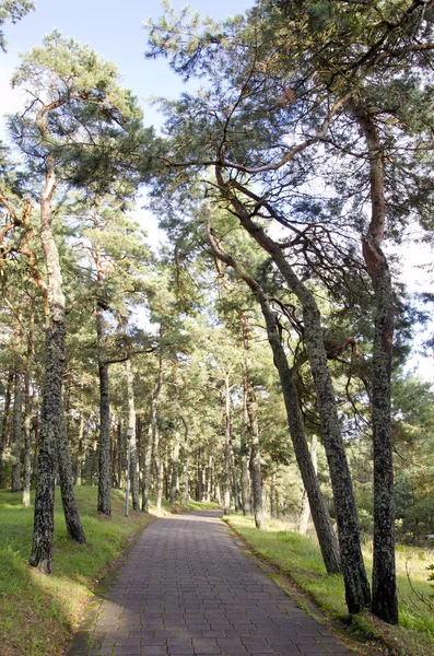 Bosque azulejo camino pino callejón recreación naturaleza —  Fotos de Stock