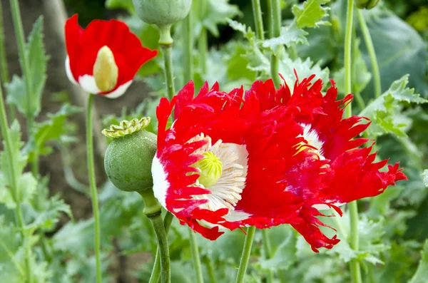 Flor de amapola flor brote primer plano telón de fondo —  Fotos de Stock