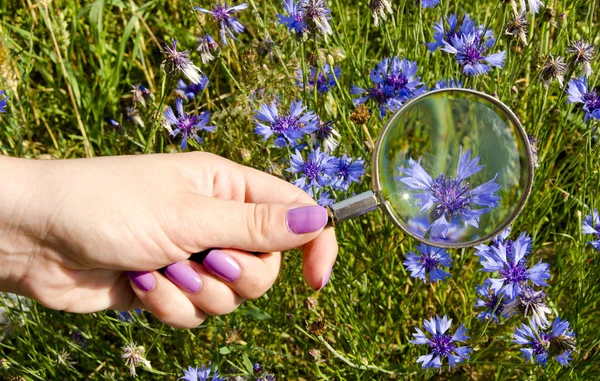 Kvinna hand naglar förstoringsglas blå blomma ring — Stockfoto