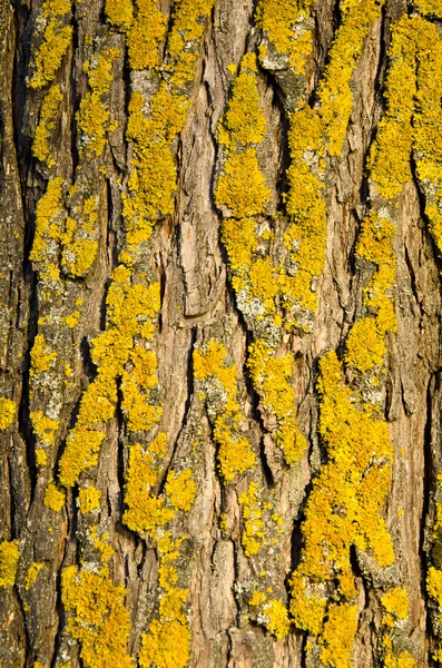 이끼 낀 나무 줄기 껍질 근접 촬영 배경 세부 사항 — 스톡 사진