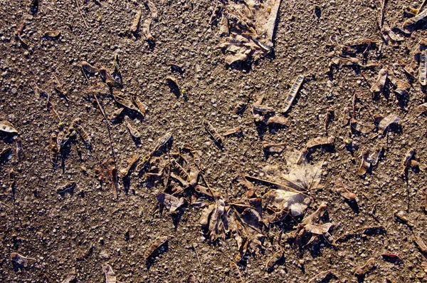 Closeup maple leaves and seeds on asphalt sunlight — Stock Photo, Image
