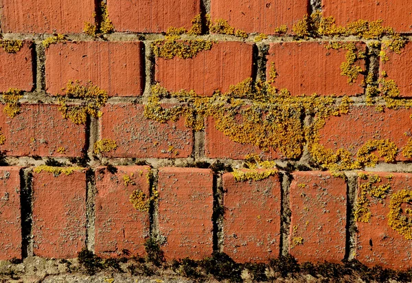 Bemooste rote Backsteinmauer alter Architektur-Hintergrund — Stockfoto