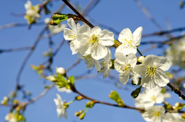 Білі яблуні цвітуть весняним фоном — стокове фото