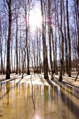 kar buz ve huş ağacı gövde sunlight erime