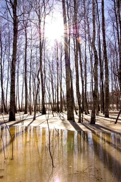 Smeltende sneeuw ijs en birch tree trunk zonlicht — Stockfoto