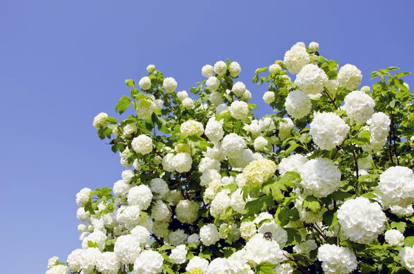 Kalina bílý květy — Stock fotografie