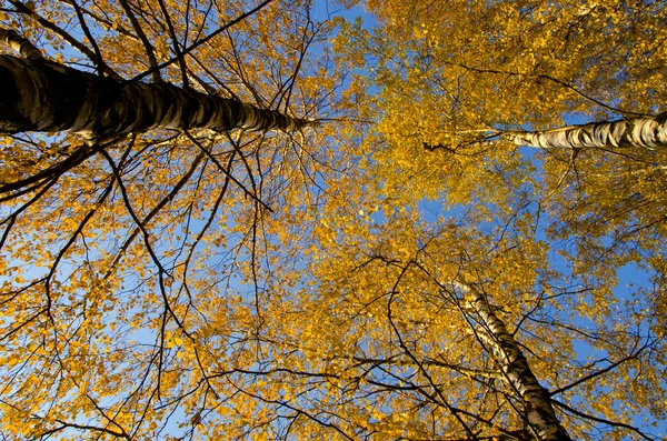 Καταπληκτικό δέντρο σημύδων κίτρινο φύλλα φθινοπώρου φόντο — Φωτογραφία Αρχείου