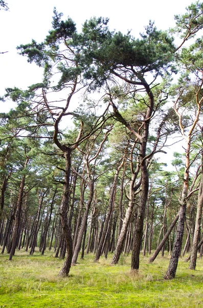 Pădurea de pin formă interesantă trunchiuri de copaci ramuri — Fotografie, imagine de stoc