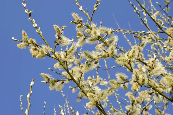 Pussy-Weidenbaum. Zeichen des Frühlings — Stockfoto