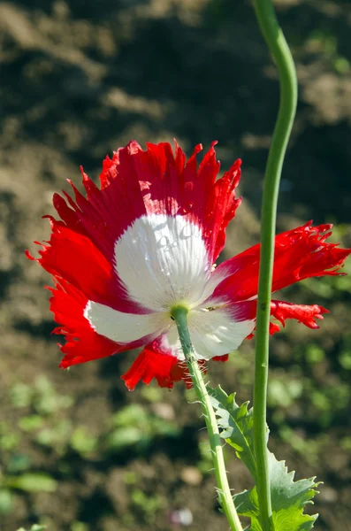 Κόκκινη παπαρούνα λουλούδι ανθίσει νερό πέφτει και στέλεχος — Φωτογραφία Αρχείου
